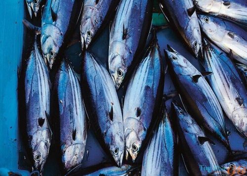 Học lỏm bí kíp chọn cá ngừ đại dương nguyên con chuyên nghiệp
